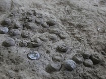 Temuan Ribuan Telur Dinosaurus Berusia 86 Juta Tahun Lalu, Ilmuwan Ungkap Fakta Ini
