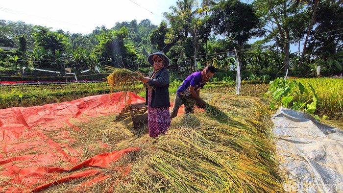 Petani di Sukabumi