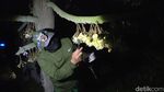 Petani Lamongan Hasilkan Durian Premium dari Kawin Silang