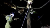 Di bawah cahaya malam yang temaram, pemilik Perkasa Farm Sholahudin tampak sibuk dengan tangannya.
