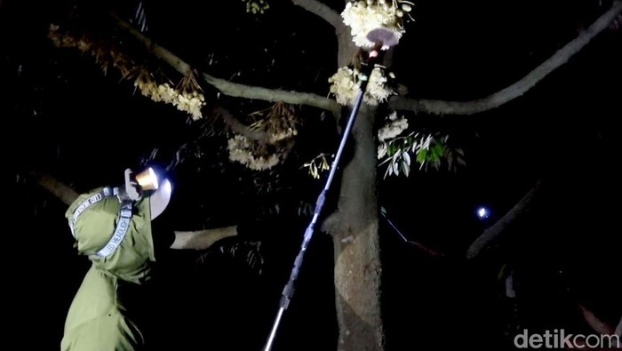 Petani Durian di Lamongan Kawin Silangkan Varian Baru