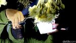 Petani Lamongan Hasilkan Durian Premium dari Kawin Silang