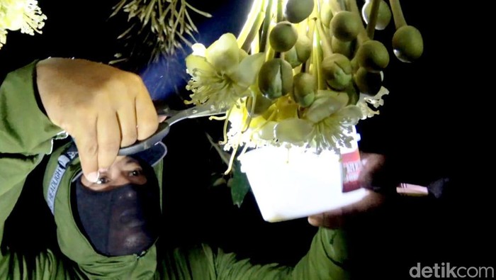 Petani Durian di Lamongan Kawin Silangkan Varian Baru