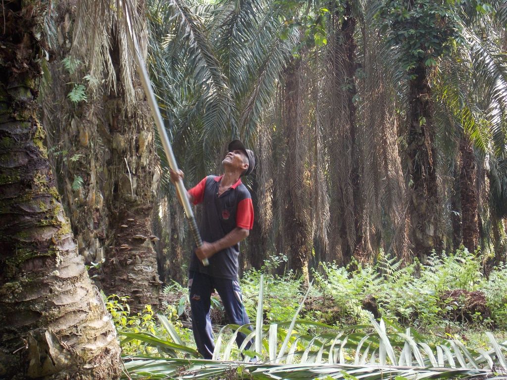Petani Sawit. (Dok. POPSI)