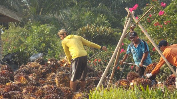 Petani Sawit. (Dok. POPSI)