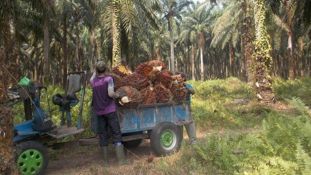 Petani Sawit. (Dok. POPSI)