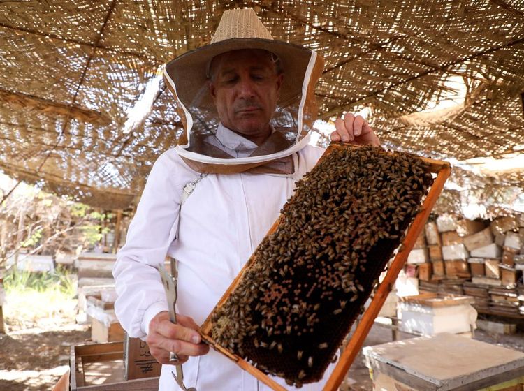 Peternak Lebah Irak Terancam Krisis Air, Produksi Madu Anjlok