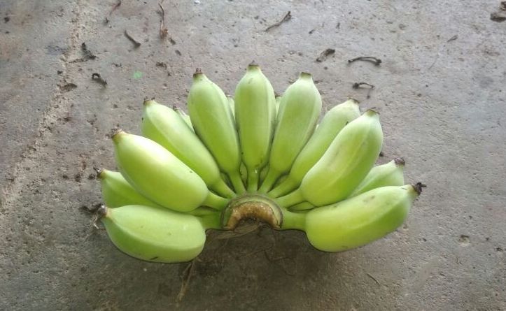 Begini tampilan pisang uter yang biasa diolah menjadi tepung