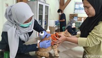 Koordinator Puskeswan Taman, drh. Indah Wahdini mengatakan, vaksinasi rabies rutin dilakukan setiap tahun pada momentum Hari Rabies Dunia. Tahun ini, antusiasme masyarakat cukup tinggi hingga kuota pendaftaran melalui formulir daring melebihi target.