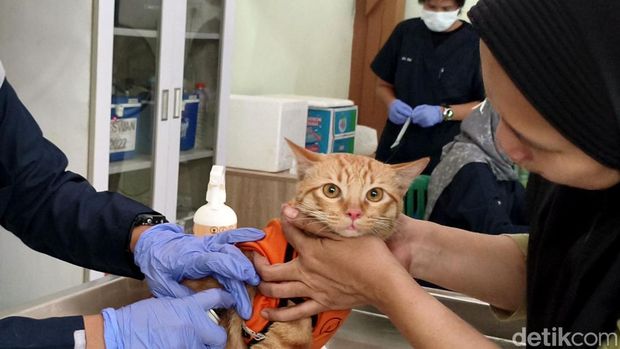 Ratusan kucing dapat vaksin rabies di Sidoarjo