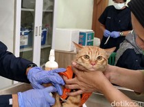 Gemasnya Melihat Kucing Dapat Vaksin Rabies Massal di Sidoarjo
