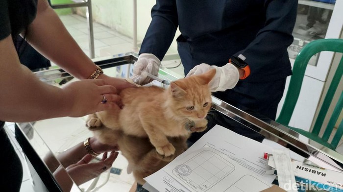 Ratusan kucing dapat vaksin rabies di Sidoarjo