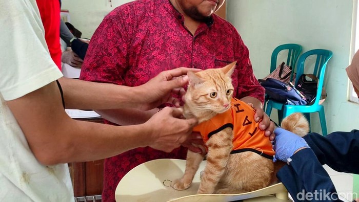 Ratusan kucing dapat vaksin rabies di Sidoarjo