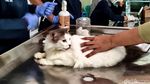 Gemasnya Melihat Kucing Dapat Vaksin Rabies Massal di Sidoarjo