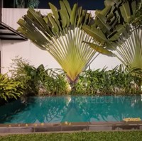 Di bagian belakang rumah Al dan Alyssa juga dilengkapi dengan kolam renang pribadi. Kolam tersebut dihiasi tanaman tropis besar yang membuat suasana seperti sedang berada di resort. Foto: YouTube/MAIA ALELDUL TV