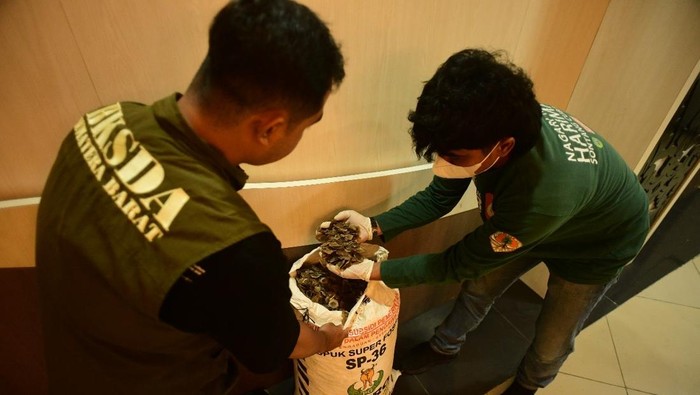 Satu karung plastik berisi lebih dari 25 kilogram sisik trenggiling disita tim gabungan di Padang. (dok. BKSDA Sumbar)