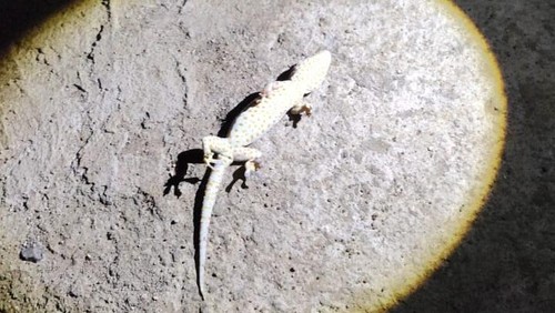 Seekor tokek berhasil diturunkan dari tiang jaringan listrik di wilayah Kaper, Desa Golo Bilas, Kecamatan Komodo, Manggarai Barat, NTT, Selasa (23/9/2025) (Dok ULP PLN Labuan Bajo)