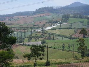 Mengenal Agroforestri, Cara Mencegah Erosi dan Banjir di Pangalengan
