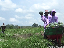 Manisnya Semangka Madrid Bikin Petani Lumajang Cuan Ratusan Juta