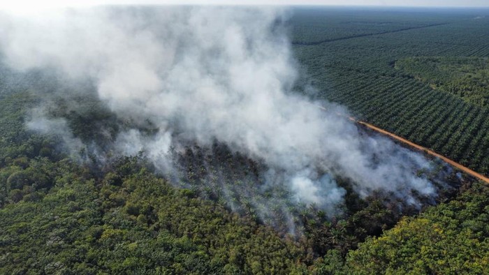 Lahan perkebunan dan karet di Muara Enim terbakar.