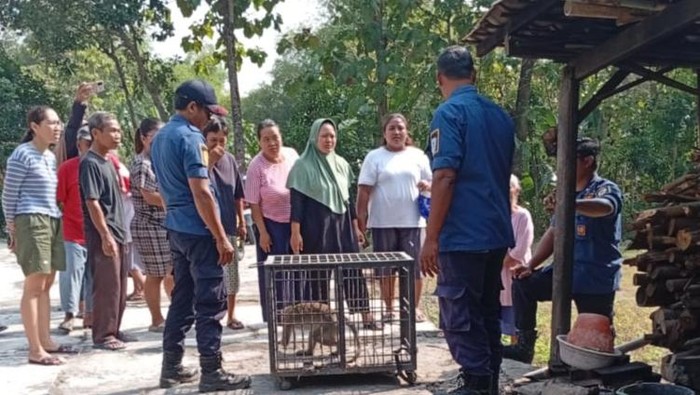 Monyet ekor panjang diamankan Damkar Klaten di Desa Ngemplak, Kecamatan Kalikotes, Kamis (25/9/2025).