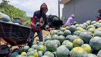 Di lahan tersebut, para pekerja tampak sibuk memanen buah semangka. Dari total 7.000 meter persegi, Sumarli mampu menghasilkan hingga 25 ton semangka.