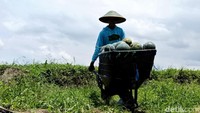 Musim kemarau membawa berkah tersendiri bagi Sumarli. Warga Desa Petahunan, Kecamatan Sumbersuko, Lumajang ini sukses membudidayakan semangka jenis Madrid.