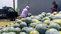 Dengan lahan 7.000 meter persegi, Sumarli berhasil memanen 25 ton semangka jenis Madrid yang segar, besar, dan bikin cuan ratusan juta rupiah.