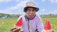 Tanaman ini bisa dipanen setelah berusia 65 hari sejak ditanam.