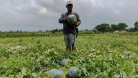 Semangka Madrid dikenal berukuran besar, bisa mencapai 8 kilogram per buah, dengan rasa manis dan segar.