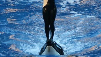Dawn Brancheau, pelatih hewan ikonik SeaWorld, tewas tragis pada 2010 saat tampil bersama orca Tilikum di SeaWorld Orlando. Tilikum menarik Dawn ke air, menenggelamkannya selama 45 menit hingga tubuhnya tak bernyawa. Otopsi mengungkap kematian akibat tenggelam dan trauma benda tumpul. OSHA mendenda SeaWorld USD 75.000 atas pelanggaran keselamatan, menyebut perusahaan sengaja membahayakan karyawan. SeaWorld membantah temuan tersebut. Dawn berusia 40 tahun. Foto: Boredpanda