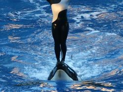 Tragedi Nyata! Tokoh Terkenal Dunia yang Tewas Tragis Akibat Hewan