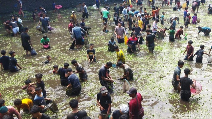 Momen warga berebut ikan dalam tradisi buka tetek di Embung Cueran, Desa Demak Ijo, Karangnongko, Klaten, Kamis (25/9/2025).