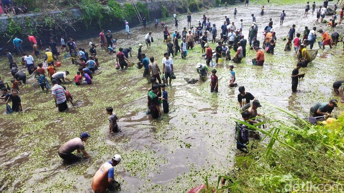 Momen warga berebut ikan dalam tradisi buka tetek di Embung Cueran, Desa Demak Ijo, Karangnongko, Klaten, Kamis (25/9/2025).