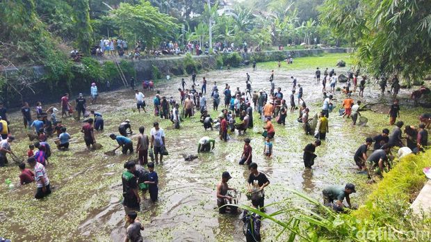Momen warga berebut ikan dalam tradisi buka tetek di Embung Cueran, Desa Demak Ijo, Karangnongko, Klaten, Kamis (25/9/2025).