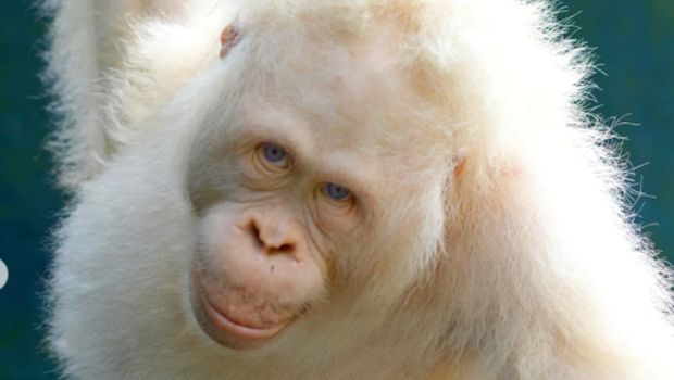 Alba si Orang Utan Albino