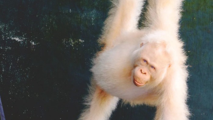 Alba si Orang Utan Albino