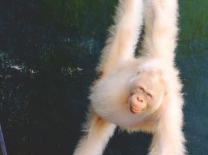 Ini Alba, Orang Utan Albino Penghuni Hutan Belantara Bukit Raya