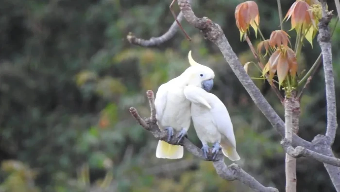 Burung kakatua kecil jambul kuning. (Situs resmi TN Komodo https://komodonp.com/)