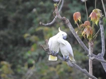 Kabar Buruk Dunia Satwa: Kakaktua Kecil Jambul Kuning Tinggal 2 Ekor di Alam