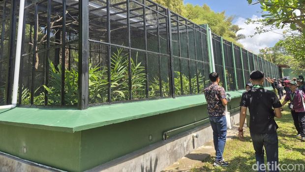 Burung perkici dada merah di Loriket Breeding Center Taman Safari Bali.