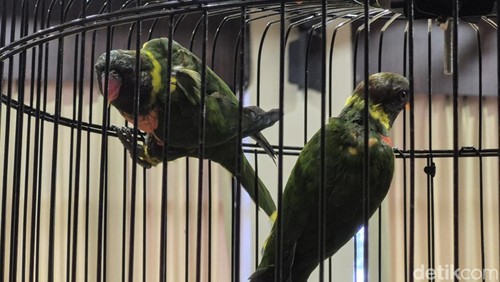 Burung perkici dada merah di Loriket Breeding Center Taman Safari Bali.