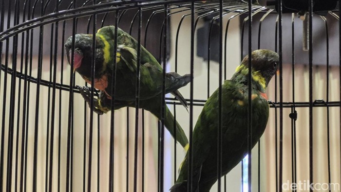 Burung perkici dada merah di Loriket Breeding Center Taman Safari Bali.
