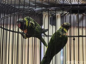 20 Burung Perkici Dada Merah Dipulangkan dari Inggris ke Bali
