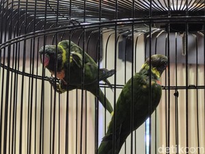 20 Burung Perkici Dada Merah Dipulangkan dari Inggris ke Bali