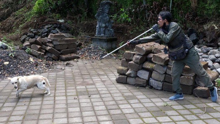 Petugas menangkap sejumlah anjing liar untuk dievakuasi ke tempat penampungan di Pura Siwa, Desa Pujungan, Tabanan, Bali, Kamis (25/9/2025). Dinas Pertanian Kabupaten Tabanan melakukan evakuasi sembilan ekor anjing telantar tanpa pemilik untuk dibawa ke tempat penampungan setelah sembilan orang pendaki Gunung Batukaru digigit anjing rabies di kawasan itu pada Minggu (21/9) serta memberikan vaksinasi rabies terhadap 493 ekor anjing milik warga. ANTARA FOTO/Nyoman Hendra Wibowo/tom.