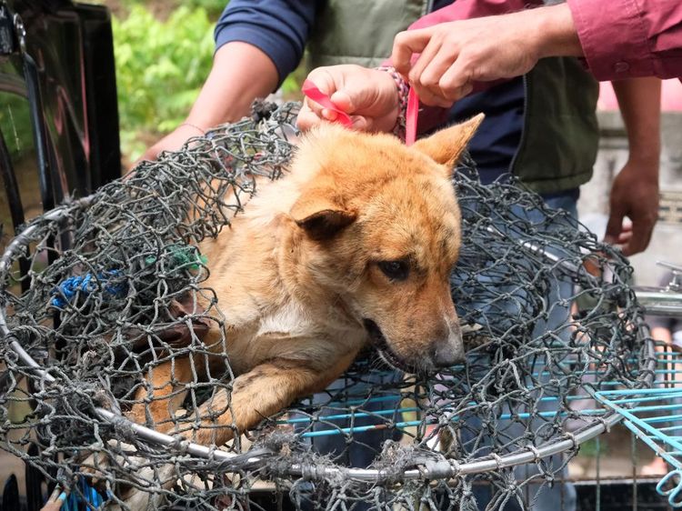 Evakuasi Anjing Liar di Tabanan Bali Usai Kasus Rabies