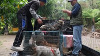 Selain itu, sebanyak 493 anjing milik warga telah divaksin rabies untuk mencegah penyebaran penyakit. ANTARA FOTO/Nyoman Hendra Wibowo