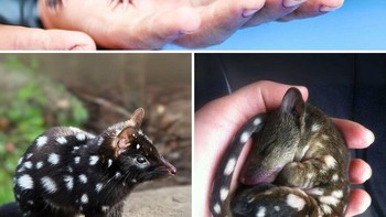 Harimau Quoll (Dasyurus maculatus), hanya ada di Australia, merupakan kerabat dekat kanguru, wombat, koala, dan hewan lucu asli Australia lainnya. Foto: BoredPanda