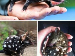 Bukan AI, Hewan-hewan Aneh Ini Benar Ada di Dunia Nyata